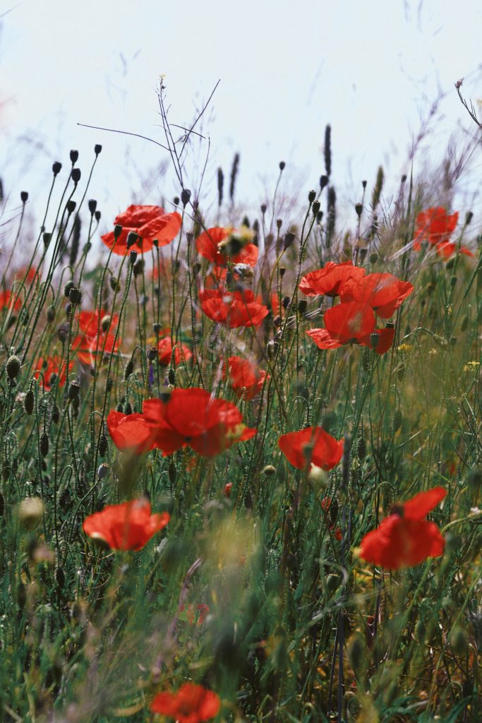 Remembering our Roots - Saturday, August 17, 2019 - Breathe Flow Shine